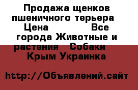 Продажа щенков пшеничного терьера › Цена ­ 30 000 - Все города Животные и растения » Собаки   . Крым,Украинка